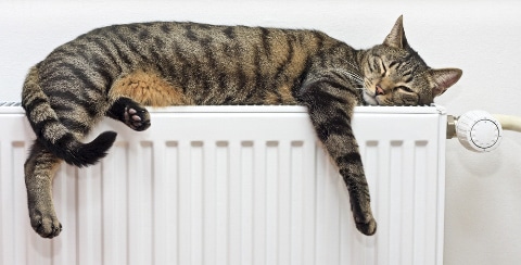 Cat on Radiator 1